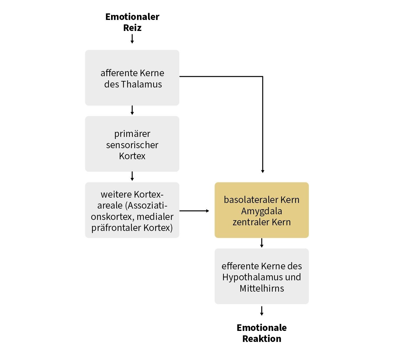 Schema der beiden Wege eines emotionalen Reizes: Vom Thalamus führt ein direkter Pfeil zur Amygdala mit ihrem basolateralen und zentralen Kern. Ein zweiter Weg läuft über den primären sensorischen Kortex und weitere Kortexareale wie den präfrontalen Kortex zur Amygdala. Von dort geht es über Hypothalamus und Mittelhirn zur emotionalen Reaktion.